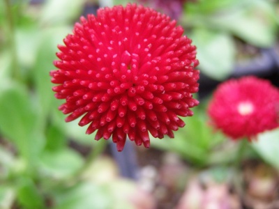 Bellis perennis 'Bob's Big Red'